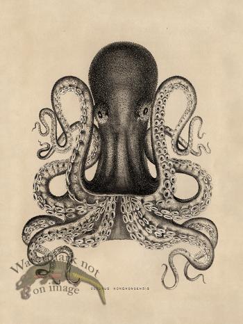 Octopus Tan 02